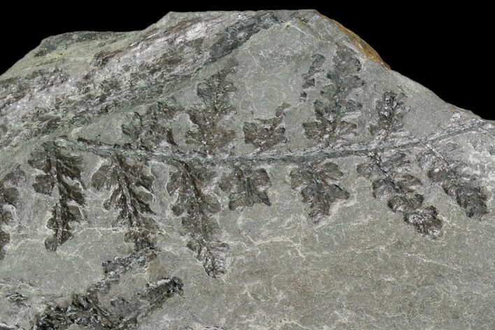 Pennsylvanian Fossil Fern (Lyginopteris) - Alabama #112764